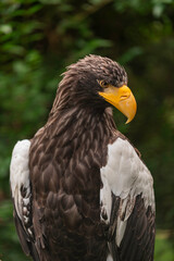 Close-up macro portrait of Steller’s Sea Eagle Haliaeetus pelagicus with sharp yellow beak, dark brown feathers and white shoulders, photographed outdoors with natural blurred green forest background
