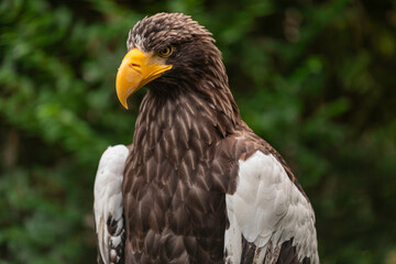 Close-up side portrait of Steller’s Sea Eagle Haliaeetus pelagicus with yellow hooked beak, brown plumage, and white wing feathers against blurred green natural forest background outdoors wildlife 
