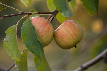 Close-up of ripe apples Malus domestica growing on tree branch with green leaves in orchard, natural daylight shallow depth of field, fruit harvest agriculture photography background