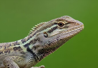 Fototapeta premium Close-up of Green Lizard with Spiny Crest on Bright Green Background