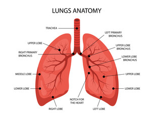 Human Lungs anatomy. Medical structure of internal organ. Educational information poster. Vector illustration in flat cartoon style.