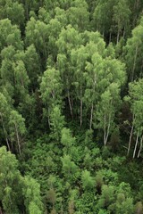 Fototapeta premium Dense forest canopy, vibrant green