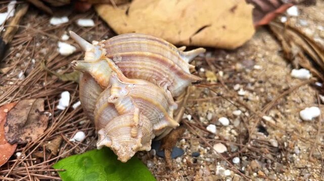 A hermit crab with a beautiful spiny shell, Murex trapa, hurries along the seashore and hides under a bush, saving itself from the sun's rays.