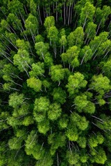 Fototapeta premium Dense forest canopy viewed from above. Vertical trunks of birch trees stand out against a vibrant green foliage