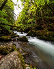 Obraz premium Tranquil forest stream