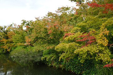 紅葉が始まった京都の寺院の庭園の風景