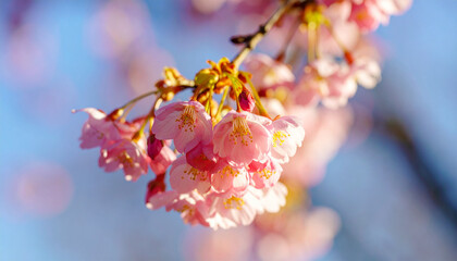 Fototapeta premium Cherry Blossom in Bloom: Delicate pink cherry blossoms bursting forth against a clear, sunny sky, embodying the fleeting beauty and renewal of spring. 