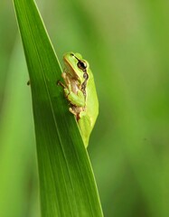 Tiny green frog on a blade of grass