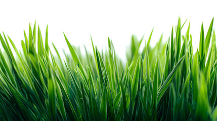 Obraz premium A detailed view of lush green grass with sharp focus on the blades, creating a natural and fresh aesthetic.
