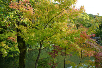 紅葉が始まった京都の寺院の庭園の風景