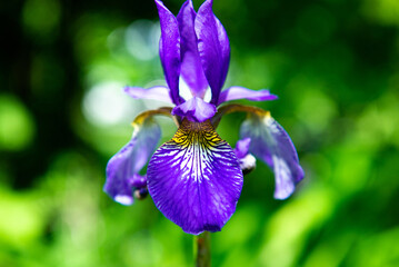 purple iris flower