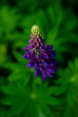close up of a flower