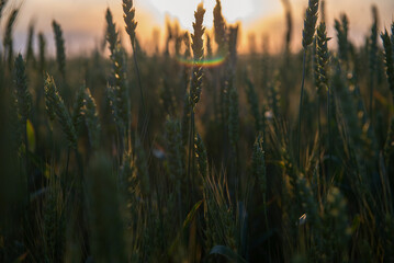 field of wheat