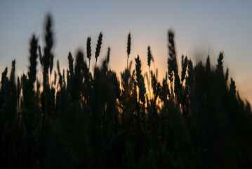 wheat field at sunset