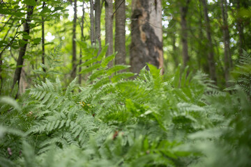 A fern in the forest. Thickets of ferns. Wildlife in summer.