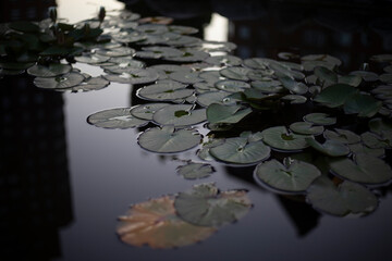 Lotuses on the water. Pond in the evening. Plants on the surface of the water.