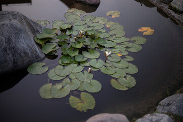 Lotuses on the water. Pond in the evening. Plants on the surface of the water.