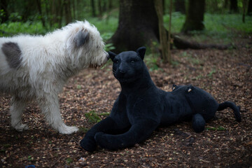 A dog sniffs a cat's toy in the woods. The dog met with an unknown animal. The pet is surprised.