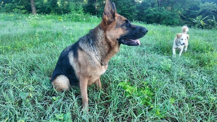 Fototapete bei efototapeten.de bestellen   