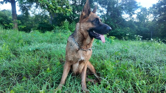 A German Shepherd dog walking on green grass in a natural outdoor environment, sniffing the ground in a rural countryside setting. - Powered by Adobe