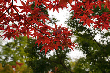京都の寺院の庭の赤く色づいた楓の木