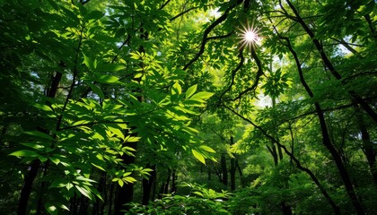 Obraz premium Sunlight shining through lush green leaves in a dense forest canopy on a bright sunny day outdoors