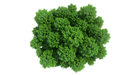 Fototapeta premium green leaf isolated