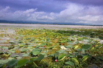 Mountains and large reservoirs Lotus pond viewin Phayao Province, Thailand