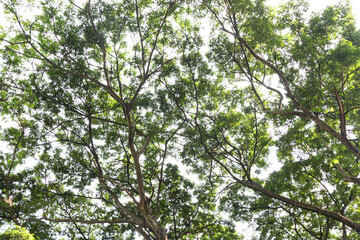 big rain tree with green leaves provides shade and cool air 