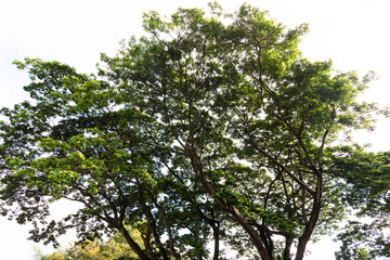 big rain tree with green leaves provides shade and cool air 