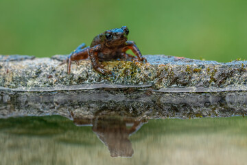 The bleeding toad or fire toad (Leptophryne cruentata) is a species of true toad in the amphibian family Bufonidae, endemic to West Java, Indonesia.
