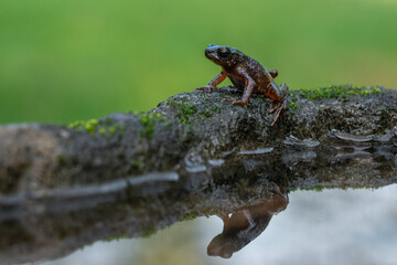 The bleeding toad or fire toad (Leptophryne cruentata) is a species of true toad in the amphibian family Bufonidae, endemic to West Java, Indonesia.
