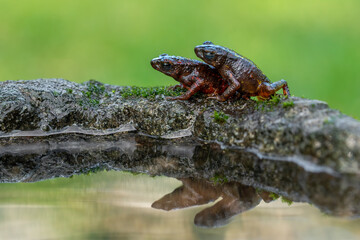 The bleeding toad or fire toad (Leptophryne cruentata) is a species of true toad in the amphibian family Bufonidae, endemic to West Java, Indonesia.