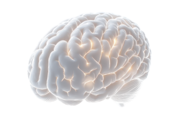 Glowing anatomical brain with scientific connections showing mind and cognition concept on transparent background.