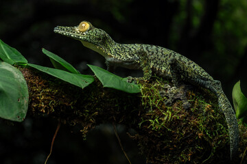 Giant mossy leaf-tailed gecko (Uroplatus sikorae) on mossy bark in its natural habitat. This master of camouflage mimics moss and lichen, making it nearly invisible in Madagascar’s humid forests.