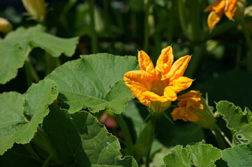 Closeup of yellow flower in bloom