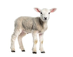 Fototapeta premium Young lamb, standing, light grey wool, white face, isolated