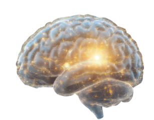 Radiant brain graphic with visible neural links representing cognitive function on clear background.