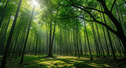 Fototapeta premium Sunlit Bamboo Forest Serene Nature Photography, Lush Green Canopy, Tranquil Path, Peaceful Atmosphere, Sunlight Rays
