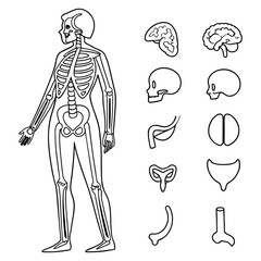 Anatomical Illustration Of Human Skeleton And Various Organs In Line Art Style anatomy human body