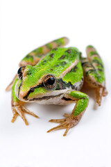 Obraz premium Frog isolated on white background