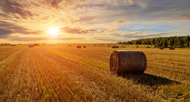 Hay bales in an agricultural field during sunset. Rural landscape with golden light over harvest. Farming and seasonal harvest. - Powered by Adobe