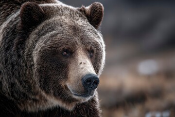 Obraz premium Closeup of a grizzly bears head showing its fur ears eyes and nose against a blurred background