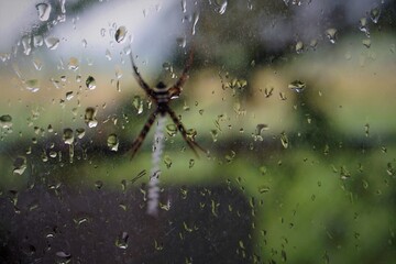 spider on web