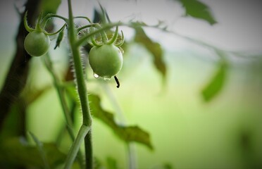 tomato green olives in the garden