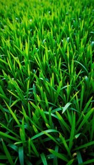 Fototapeta premium Vibrant green grass top view, perfect backdrop, texture, plant, image