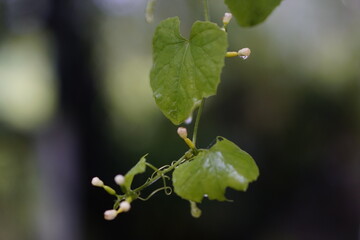 close up of green leaves