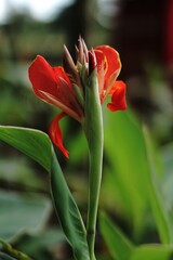 red tulip in the garden