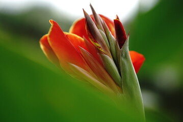 Naklejka premium Red Tulip Flower Bokeh Background