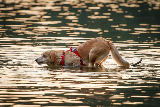 Golden retriever dog in a red harness wading through a shimmering lake at sunset - Powered by Adobe